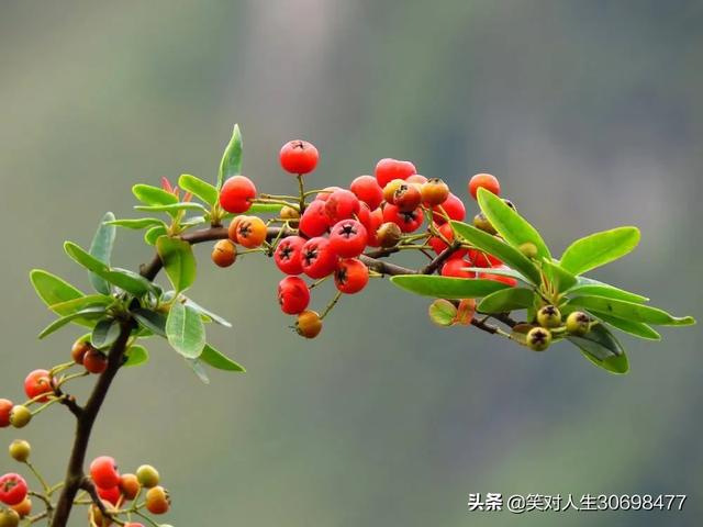 花椒直播可以看欧洲杯直播吗:花椒直播可以看欧洲杯直播吗知乎