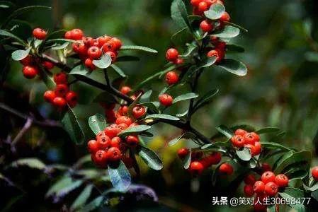 花椒直播可以看欧洲杯直播吗:花椒直播可以看欧洲杯直播吗知乎