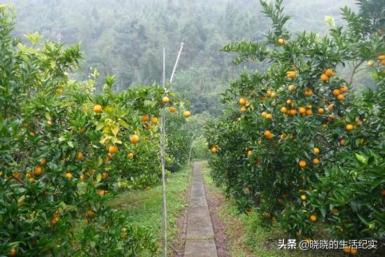 临桂哪里可以看欧洲杯直播:临桂哪里可以看欧洲杯直播的