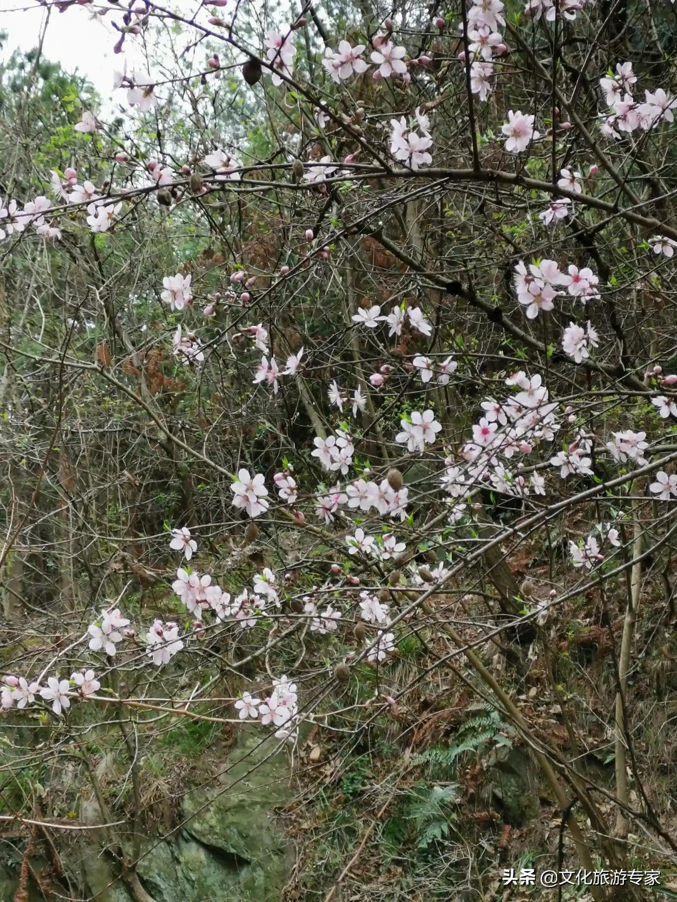 欧洲杯凯歌在线直播:欧洲杯凯歌在线直播观看