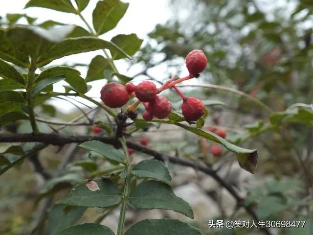 花椒直播能看欧洲杯嘛现在:花椒直播能看欧洲杯嘛现在还能看吗