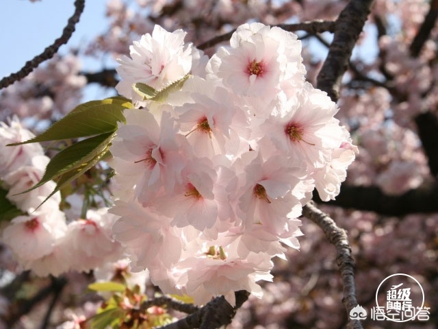 眉山哪里看欧洲杯直播比赛:眉山哪里看欧洲杯直播比赛最好