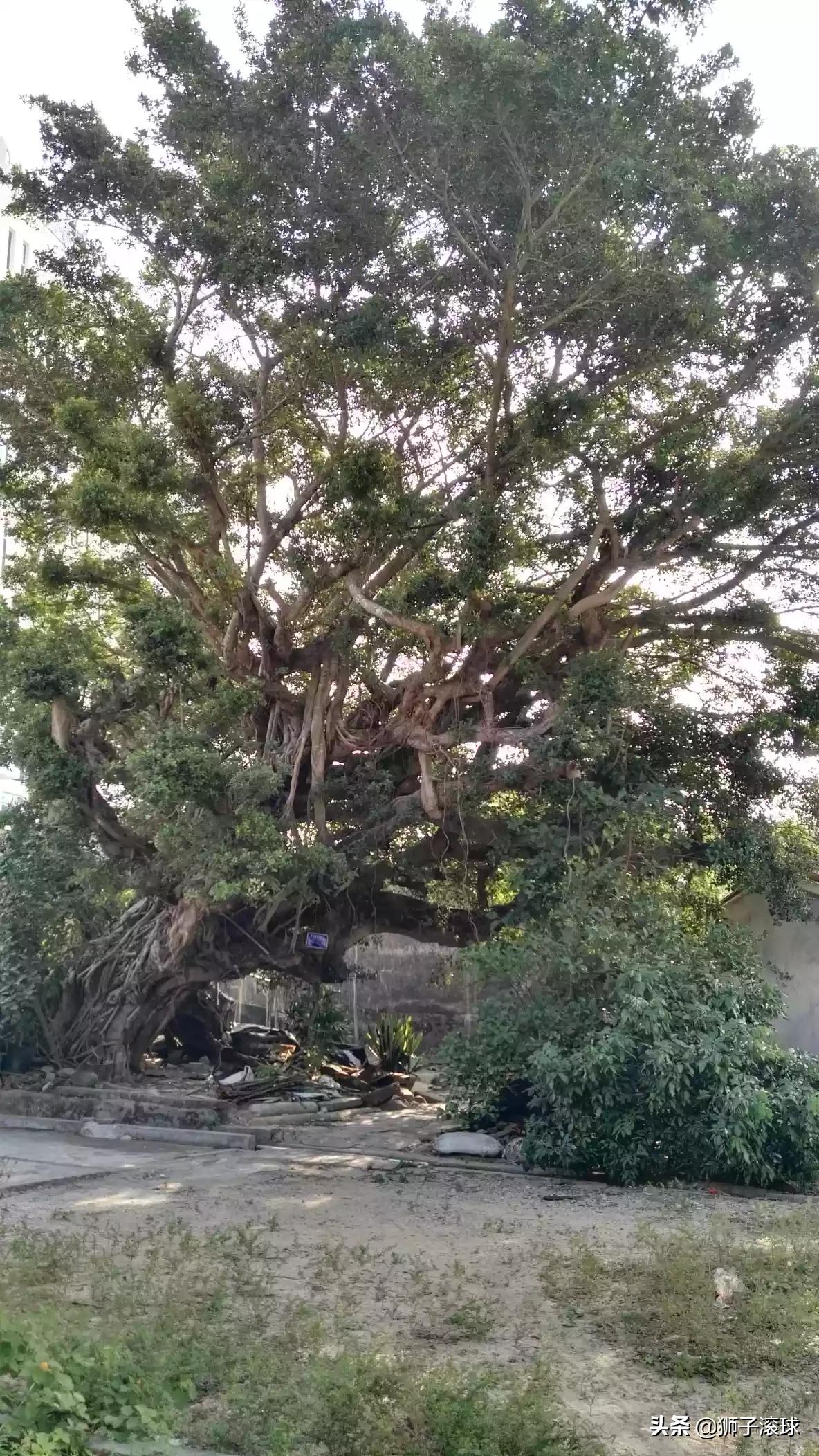 惠州欧洲杯直播平台在哪里:惠州欧洲杯直播平台在哪里看