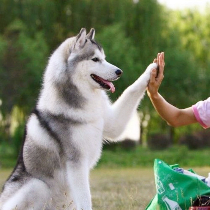 狗子预判欧洲杯视频直播:狗子预判欧洲杯视频直播回放