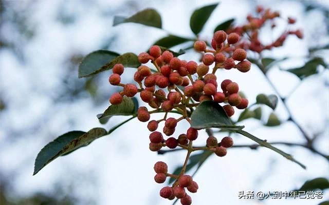 花椒直播能看欧洲杯嘛:花椒直播能看欧洲杯嘛