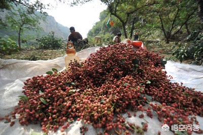 花椒直播能看欧洲杯直播吗:花椒直播能看欧洲杯直播吗知乎