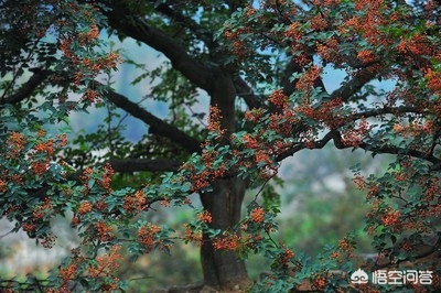 花椒直播能看欧洲杯直播吗:花椒直播能看欧洲杯直播吗知乎