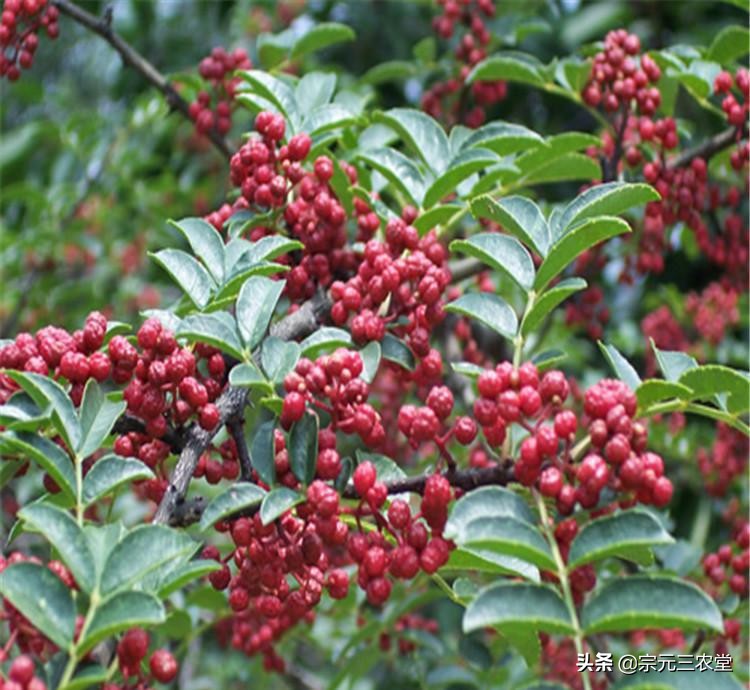 花椒直播能看欧洲杯直播吗:花椒直播能看欧洲杯直播吗知乎